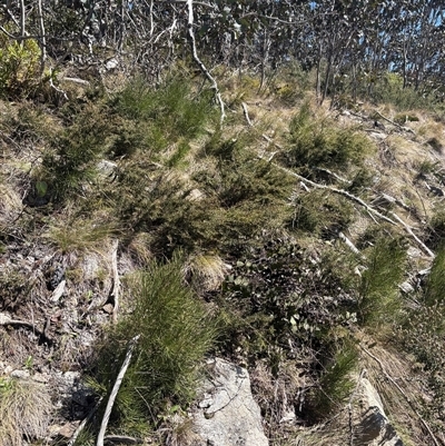 Hakea lissosperma at Cotter River, ACT - Yesterday by LukeMcElhinney