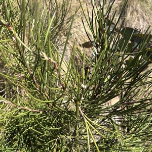 Hakea lissosperma at Cotter River, ACT - Today by LukeMcElhinney