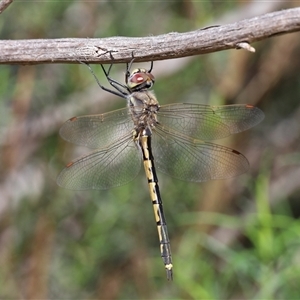 Unverified Dragonfly or Damselfly (Odonata) at Lyons, ACT - Today by ran452