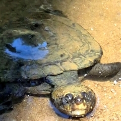 Chelodina longicollis at Barkers Vale, NSW - 6 Oct 2025 by Bryan