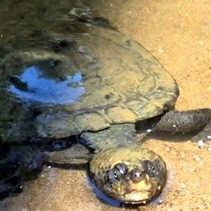 Chelodina longicollis at Barkers Vale, NSW - 6 Oct 2025 by Bryan