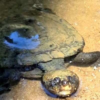 Chelodina longicollis at Barkers Vale, NSW - 6 Oct 2025 by Bryan