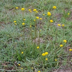 Craspedia variabilis (Common Billy Buttons) at Hawker, ACT - 6 Oct 2025 by sangio7