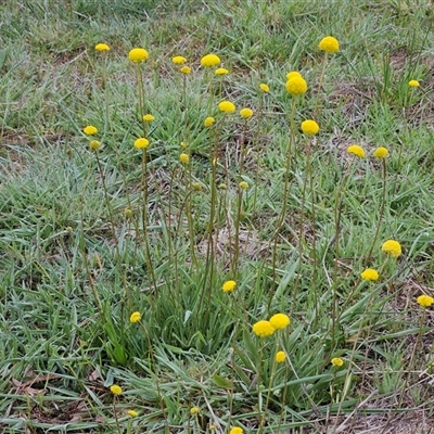 Craspedia variabilis (Common Billy Buttons) at Hawker, ACT - 6 Oct 2025 by sangio7