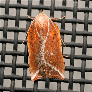 Arachnographa micrastrella (A Concealer moth (Wingia group)) by DPRees125