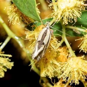 Unverified Concealer moth (Oecophoridae) at Higgins, ACT - Yesterday by AlisonMilton