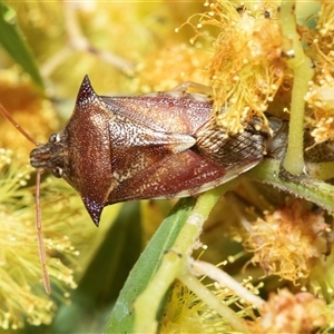 Unverified Shield, Stink or Jewel Bug (Pentatomoidea) at Higgins, ACT - Yesterday by AlisonMilton