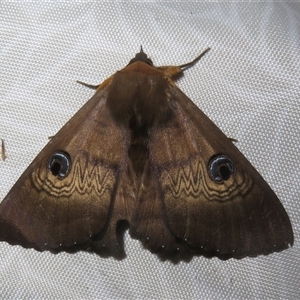 Dasypodia selenophora at Flynn, ACT - 1 Oct 2025 by Christine