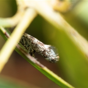 Unverified Concealer moth (Oecophoridae) at Higgins, ACT - Yesterday by AlisonMilton