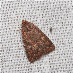 Hypoperigea tonsa (A Noctuid moth (Acronictinae) at Harrison, ACT - 8 Oct 2025 by DPRees125