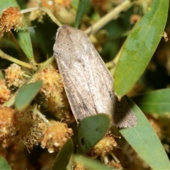 Mythimna (Pseudaletia) convecta (Common Armyworm) at Higgins, ACT - 9 Oct 2025 by AlisonMilton