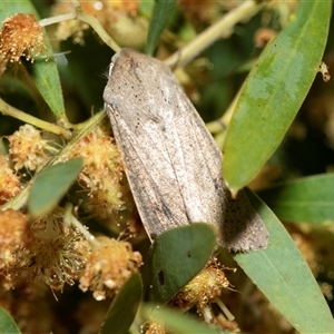 Unverified Geometer moth (Geometridae) at Higgins, ACT - Yesterday by AlisonMilton