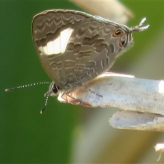 Erysichton lineata (Hairy Line-blue) at East Ballina, NSW - 28 Sep 2025 by Christine