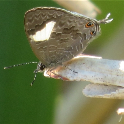 Erysichton lineata (Hairy Line-blue) at East Ballina, NSW - 28 Sep 2025 by Christine