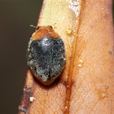Cryptolaemus montrouzieri (Mealybug ladybird) at Higgins, ACT - Yesterday by AlisonMilton