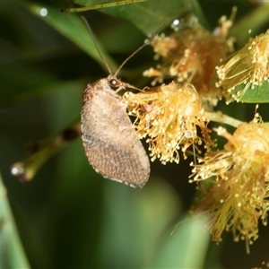 Unverified Brown Lacewing (Hemerobiidae) at Higgins, ACT - Yesterday by AlisonMilton