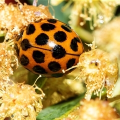 Harmonia conformis (Common Spotted Ladybird) at Higgins, ACT - Yesterday by AlisonMilton