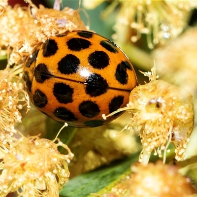 Harmonia conformis (Common Spotted Ladybird) at Higgins, ACT - Yesterday by AlisonMilton