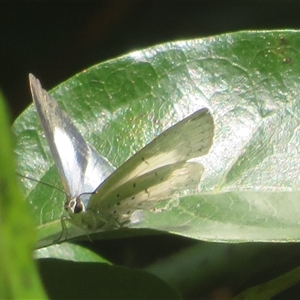 Candalides consimilis subsp. goodingi at Dalwood, NSW - 28 Sep 2025 by Christine