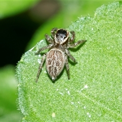 Maratus griseus (Jumping spider) at Higgins, ACT - 9 Oct 2025 by AlisonMilton