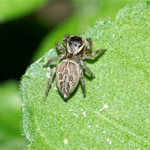 Unverified Jumping or peacock spider (Salticidae) at Higgins, ACT - Yesterday by AlisonMilton