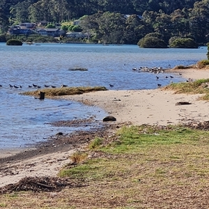 Limosa lapponica at Narooma, NSW - Today by PC