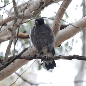 Gymnorhina tibicen by AlisonMilton