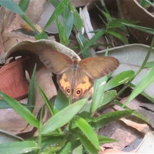 Hypocysta metirius at Dalwood, NSW - 28 Sep 2025 by Christine