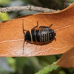 Ellipsidion australe (Austral Ellipsidion cockroach) at Higgins, ACT - 9 Oct 2025 by AlisonMilton