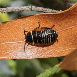 Ellipsidion australe at Higgins, ACT - Yesterday by AlisonMilton