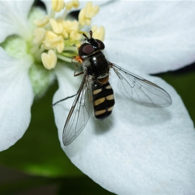 Melangyna viridiceps (Hover fly) at Higgins, ACT - 9 Oct 2025 by AlisonMilton