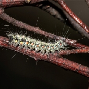 Unverified Tiger moth (Arctiinae) at Higgins, ACT - Yesterday by AlisonMilton