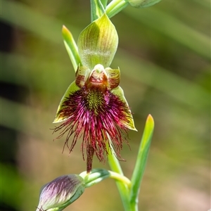 Calochilus platychilus at Bargo, NSW - Today by Snows