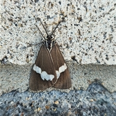 Nyctemera amicus (Senecio Moth, Magpie Moth, Cineraria Moth) at Pialligo, ACT - 10 Oct 2025 by FeralGhostbat