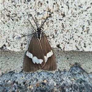 Unverified Moth (Lepidoptera) at Pialligo, ACT - Today by FeralGhostbat