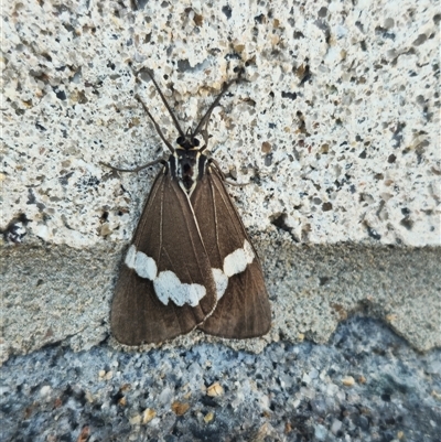 Nyctemera amicus (Senecio Moth, Magpie Moth, Cineraria Moth) at Pialligo, ACT - 10 Oct 2025 by FeralGhostbat