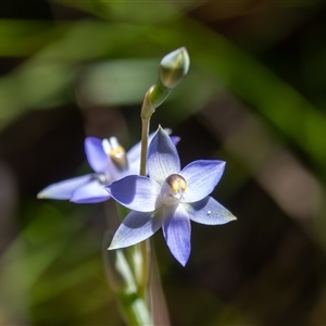 Thelymitra pauciflora at Bargo, NSW - Today by Snows
