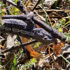 Amphibolurus muricatus at Fadden, ACT - Today by Mike