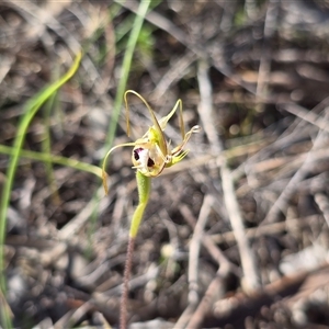 Unverified Orchid at Isaacs, ACT - Today by Mike