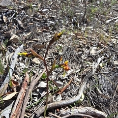 Diuris semilunulata (Late Leopard Orchid) at Isaacs, ACT - 10 Oct 2025 by Mike