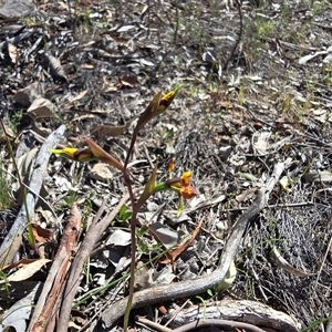 Unverified Orchid at Isaacs, ACT - Today by Mike