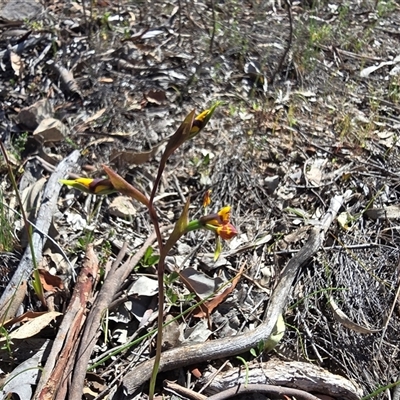 Diuris semilunulata (Late Leopard Orchid) at Isaacs, ACT - 10 Oct 2025 by Mike