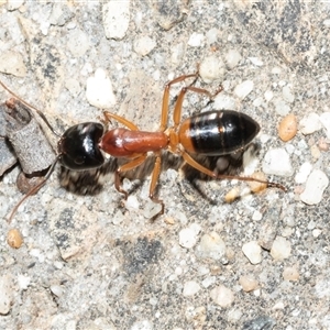Camponotus consobrinus (Banded sugar ant) at Higgins, ACT - Today by AlisonMilton