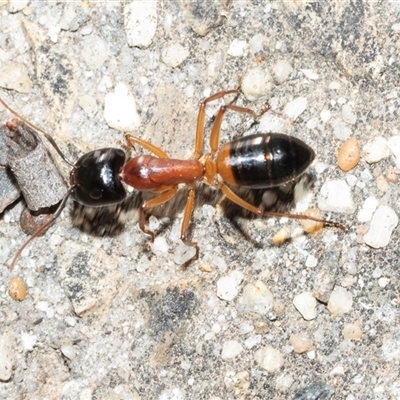 Camponotus consobrinus (Banded sugar ant) at Higgins, ACT - Today by AlisonMilton