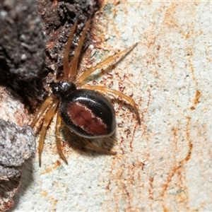 Euryopis umbilicata at Higgins, ACT - Today by AlisonMilton