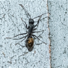 Camponotus aeneopilosus (A Golden-tailed sugar ant) at Higgins, ACT - Today by AlisonMilton