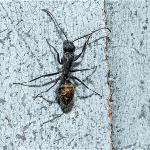 Camponotus aeneopilosus (A Golden-tailed sugar ant) at Higgins, ACT - Today by AlisonMilton