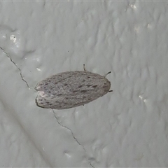 Agriophara cinderella (A Flat-bodied moth (Depressidae) at Tharwa, ACT - 3 Oct 2025 by Christine