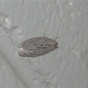 Unverified Moth (Lepidoptera) at Tharwa, ACT - 3 Oct 2025 by Christine