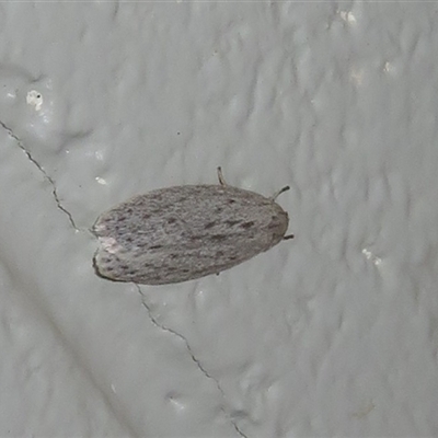 Agriophara cinderella (A Flat-bodied moth (Depressidae) at Tharwa, ACT - 3 Oct 2025 by Christine